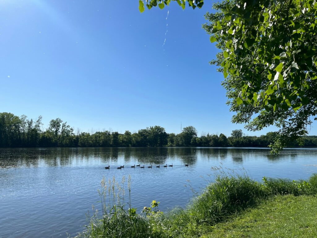 Idyllische Seeszene mit Enten und blauem Himmel - Perfekte Ruhe in der Natur. Ideal für entspannende Werbekampagnen.